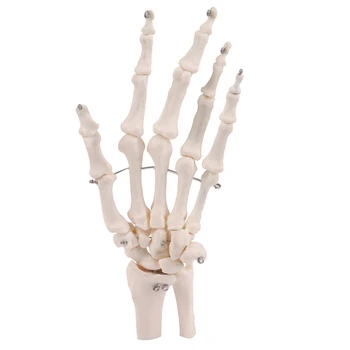 Подпори Модел на Анатомични скелета, Ставите на ръцете Инструмент за изучаване от Анатомията на човека в реален размер